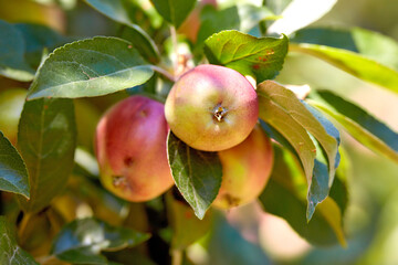 Farm, growth and organic apples on tree outdoor in orchard for agriculture or sustainability....