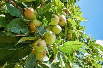 Garden, agriculture and trees with apples in orchard for growth, sustainability farming or spring season. Ecology, environment and climate resistant plant with fruit in nature for species cultivation