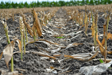close up of dead any dying crops in a field