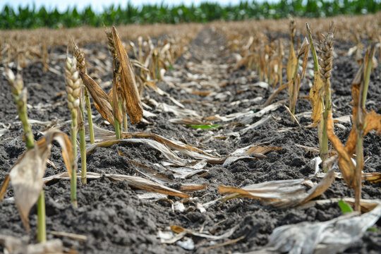 close up of dead any dying crops in a field