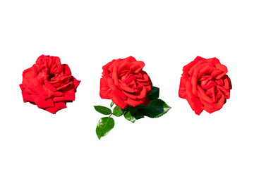 Red rose flower isolated