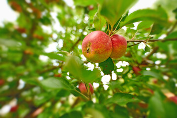 Nature, agriculture and trees with apples in orchard for growth, sustainability farming or spring season. Ecology, environment and climate resistant plant with fruit for species cultivation.