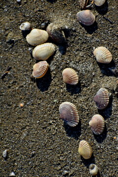The shell is heart-shaped on the sand of river
