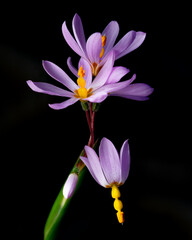 Chilean Iris (Olsynium scirpoideum)