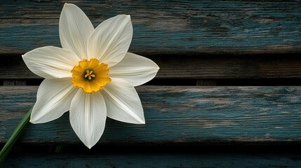 Obraz premium Spring Flower Still Life on Wooden Background