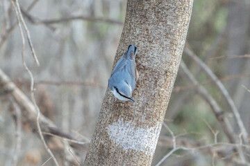 Eurasian Nuthatch