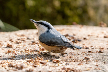 Eurasian Nuthatch