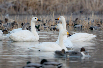Tundra Swan