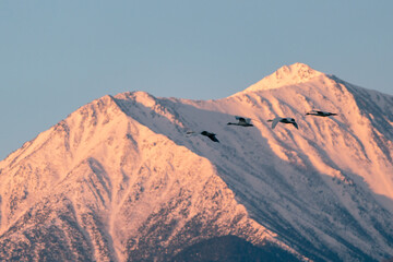 Fototapeta premium Tundra Swan