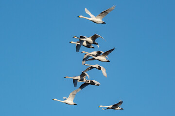 Obraz premium Tundra Swan
