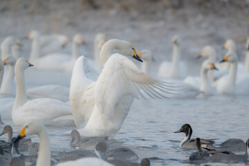 Tundra Swan