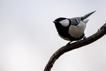 Obraz premium Japanese Tit