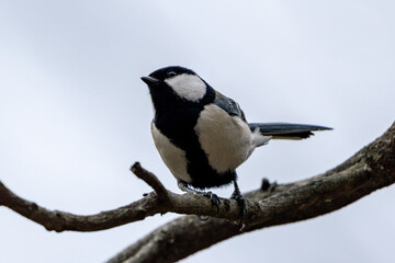 Obraz premium Japanese Tit