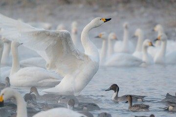 tundra swan