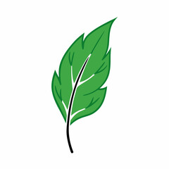 Fototapeta premium Botanical Leaf white background vector illustration (1)