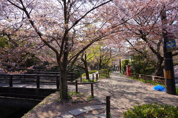 Fototapeta premium 京都符京都市の東山区に位置する哲学の道の風景