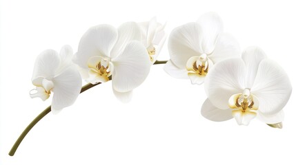 Fototapeta premium White Orchid Flower on a White Background