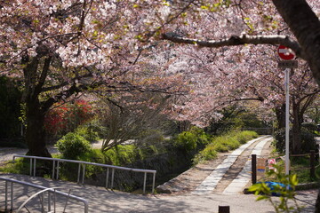 京都符京都市の東山区に位置する哲学の道の風景