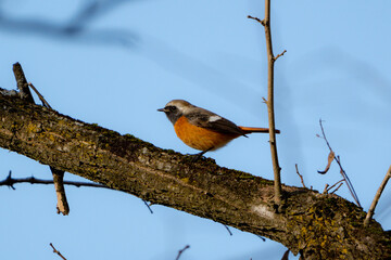 Daurian Redstart
