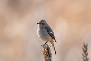 Obraz premium Daurian Redstart