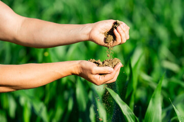 Soil in Farmers hand. Land soil prepared for planting. Farmer collecting soil. Agronomist checking soil on farm. Planting season. Humus Fertile earth ready for sowing. Soiling work.