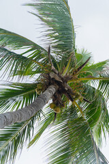 coconut tree in forest on a private island