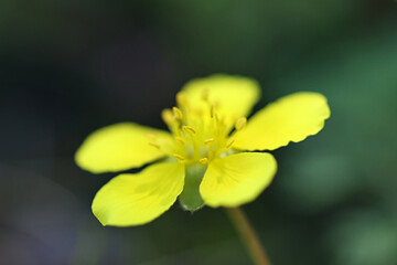 Creeping Cinquefoil, Potentilla reptans, also known as European cinquefoil or Creeping tormentil,...