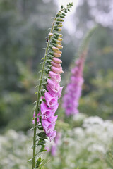 Digitalis purpurea, commonly known as foxglove, Lady’s glove or Purple foxglove ,  traditional source of heart medicine called Digitalis