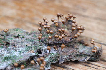 Trichia decipiens, slime mold from Finland, no common English name