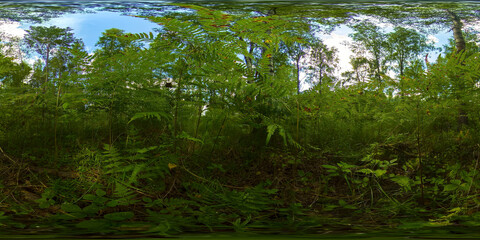 Obraz premium Tall trees and vegetation in the forest in the background of the blue sky on a Sunny summer day. VR 360.