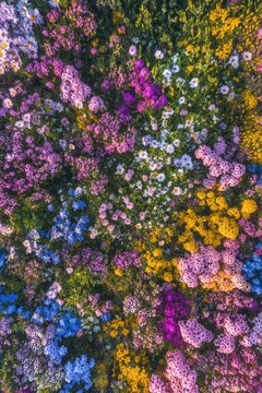 Fototapeta Colorful wildflower field aerial view with vibrant blooms in various shades, capturing natures beauty in full bloom during spring or summer.