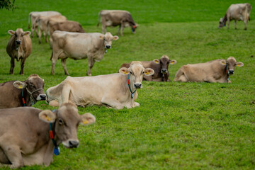 Cows are grazing on Alpine meadow. Cattle pasture in a grass field.