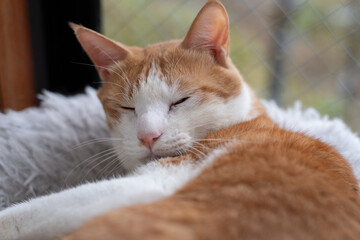 窓辺で眠る可愛い猫　茶トラ白