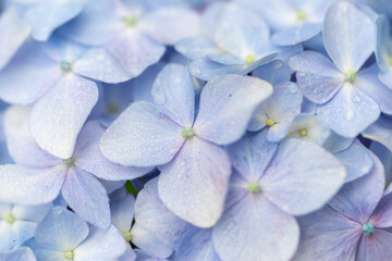 雨に濡れたアジサイをマクロレンズで撮影