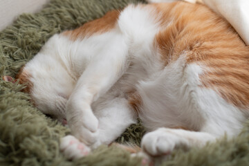 窓辺で眠る可愛い猫　茶トラ白