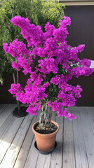 Vibrant Bougainvillea in Modern Pot Under Bright Sunshine