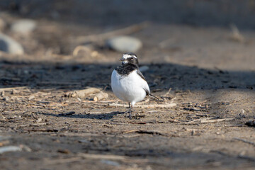 Japanese Wagtail