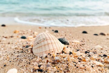 A shell is laying on the beach, surrounded by sand and rocks