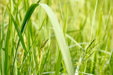 green grass with dew drops