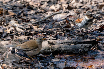 Naumann's Thrush and Pale Thrush