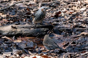 Naumann's Thrush and Brown-eared Bulbul