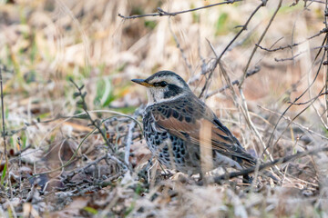 Naumann's Thrush