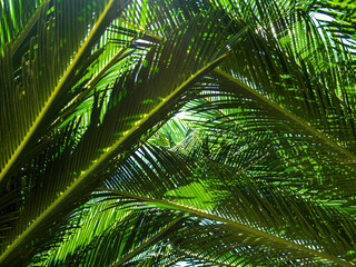 Palm leaves background in foliage,  summer tropical growth tree nature, card for environment...