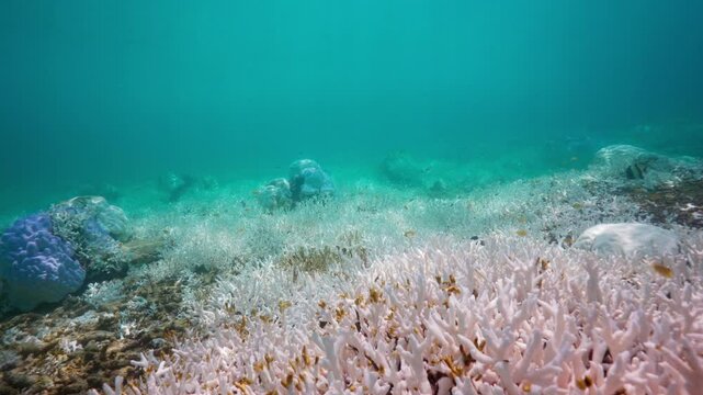 Coral bleaching in koh Haa, Thailand. June 2024. Coral bleaching due to prolonged high ocean temperatures caused by global warming. The largest mass coral bleaching event in Thailand since 2010.