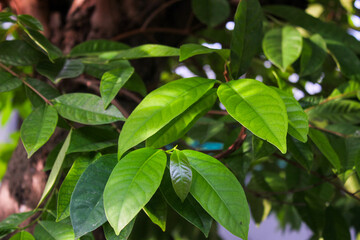 Syzygium polyanthum or Indonesian Bay Leaf or Indonesian laurel in Indonesia it is commonly known as 