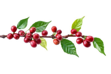 Coffee branch tree with red bean and leaves, isolated background