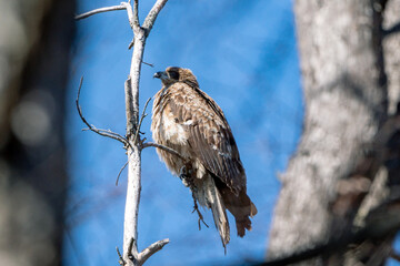 Black Kite