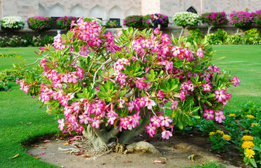 Beautiful  and bright adenium flower