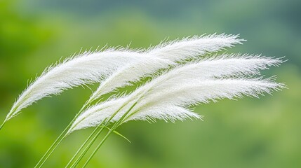 Fluffy white grass swaying in a green background. Possibly used for nature, peaceful scene, or desktop background