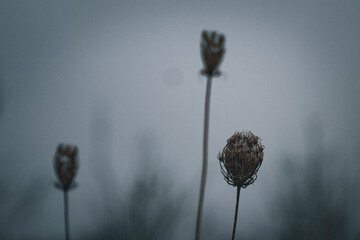 Bristly seed pods of Queen Anne's Lace (Daucus carota) - winter grunge aesthetic - bokeh background